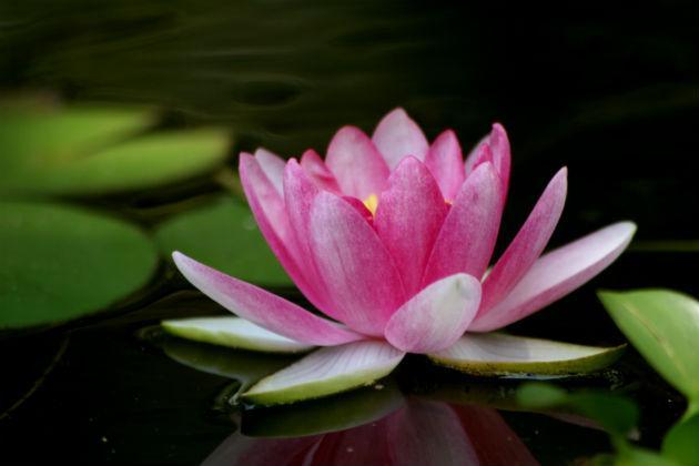 North Nassau Acupuncture LLC